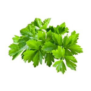 Coriander (كزبرة)