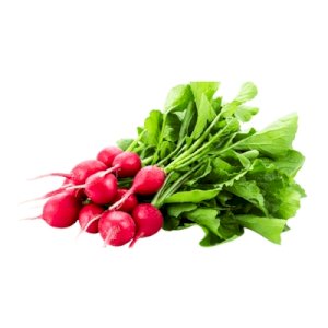 Radish (فجل )